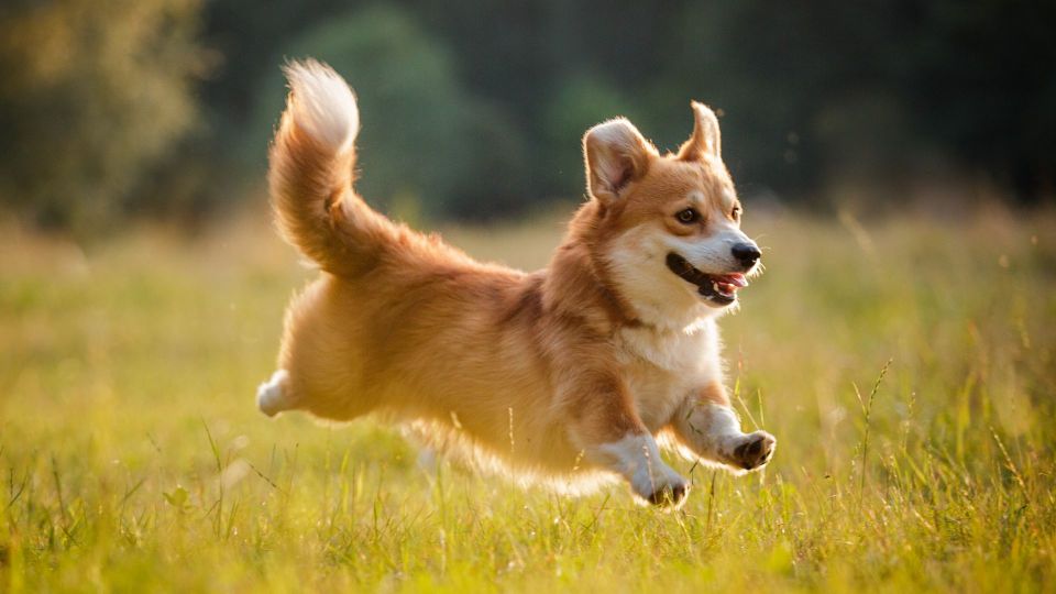 Welsh Corgi (Pembroke)